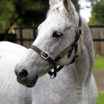 dancing colours hdsht lr