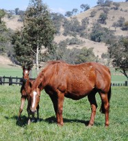 Ravenswood 12 at 4 days with mum 15